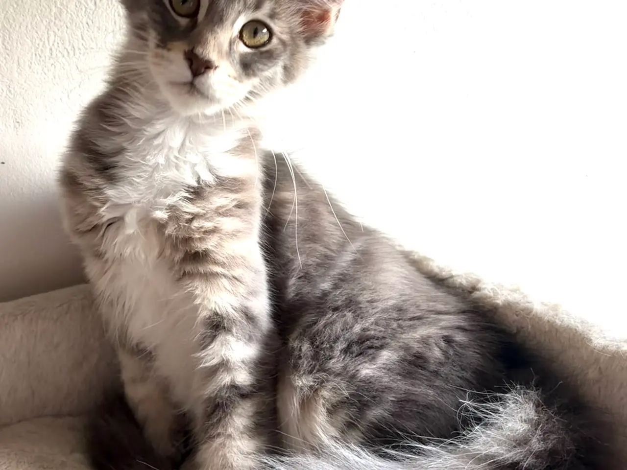 Billede 2 - Smuk Maine Coon pige