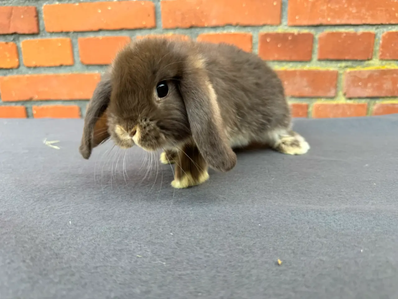 Billede 7 - Mini lop hunkanin