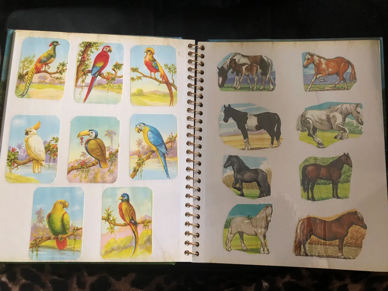 Billede 10 - Glansbilleder i album - samlet i slut 70´erne