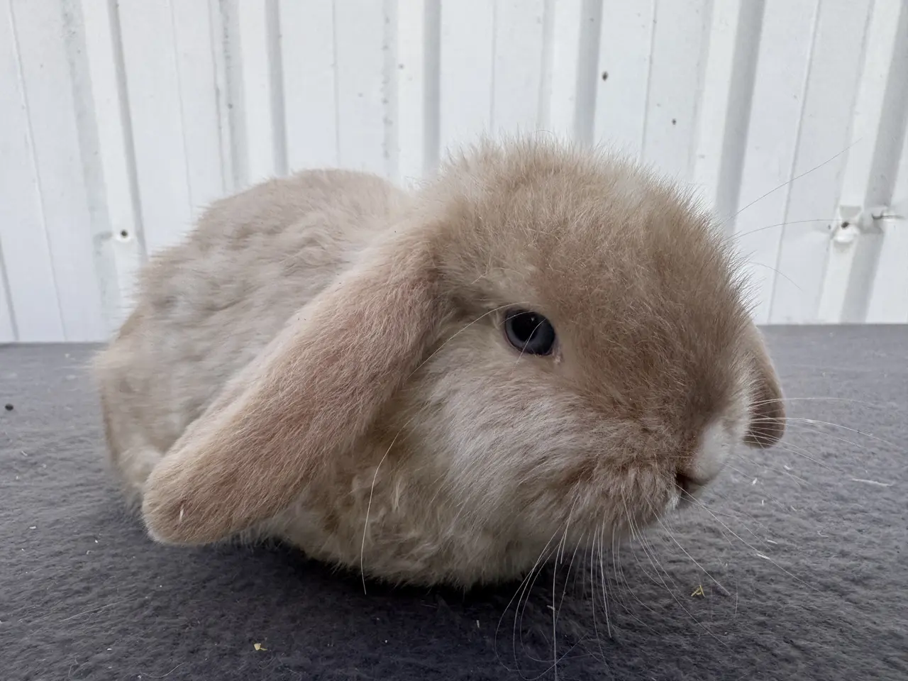 Billede 5 - Mini lop satin hunkanin salgsklar