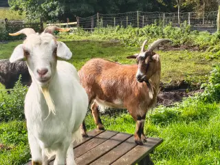 To søde gedepiger.