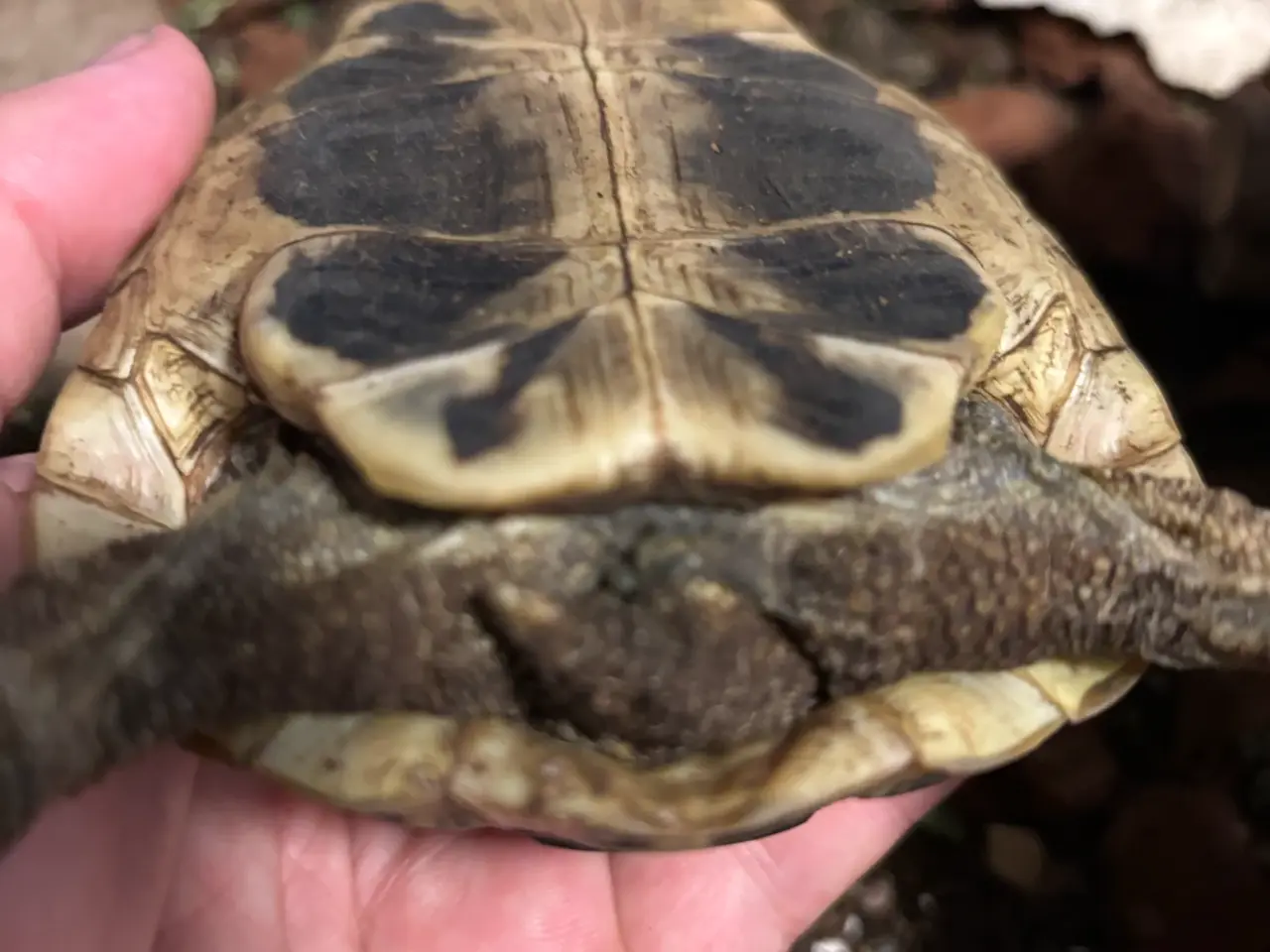 Billede 3 - Græsk landskildpadde