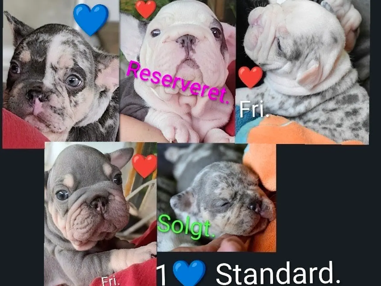 Billede 1 - Fransk Velvet & 1 Standard.