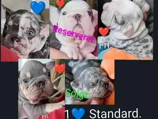 Fransk Velvet & 1 Standard.