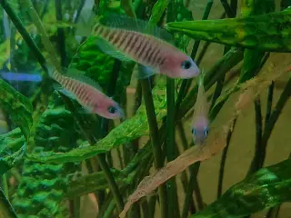 Neolamprologus Multifasciatus cichlider