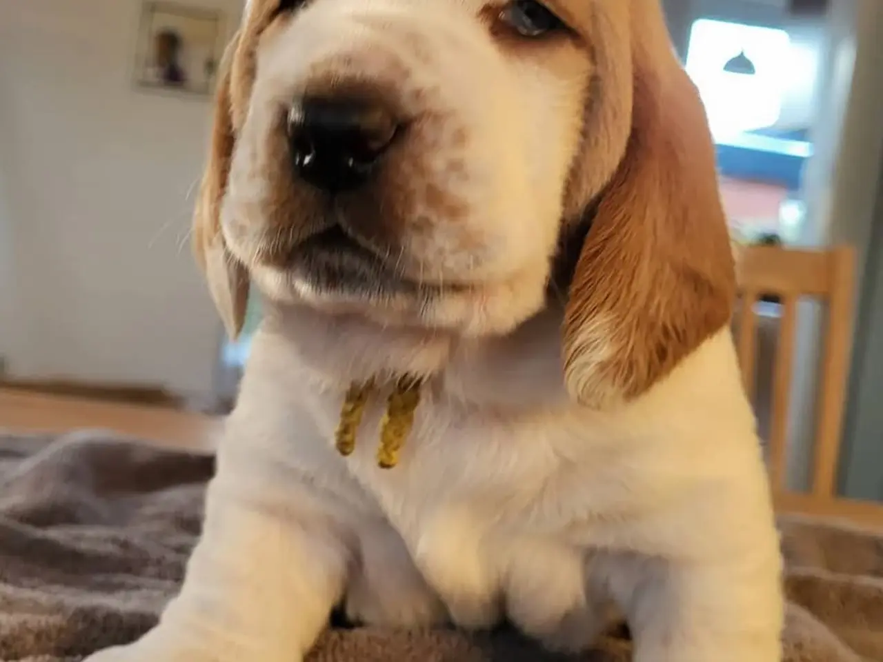 Billede 2 - Dejlige basset hounds