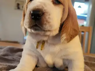 Dejlige basset hounds - 2