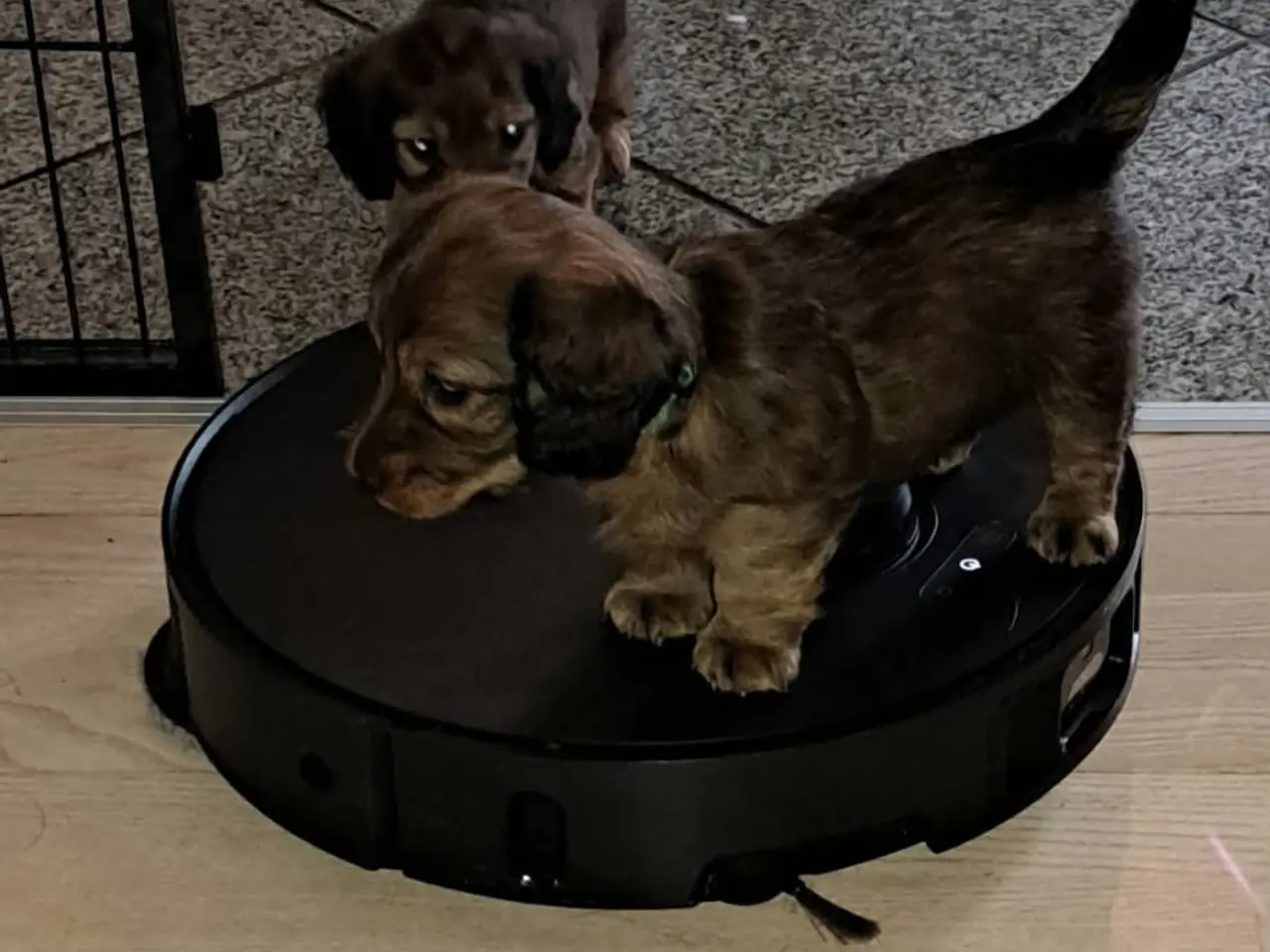 Billede 1 - Miniature langhårede gravhundehvalpe