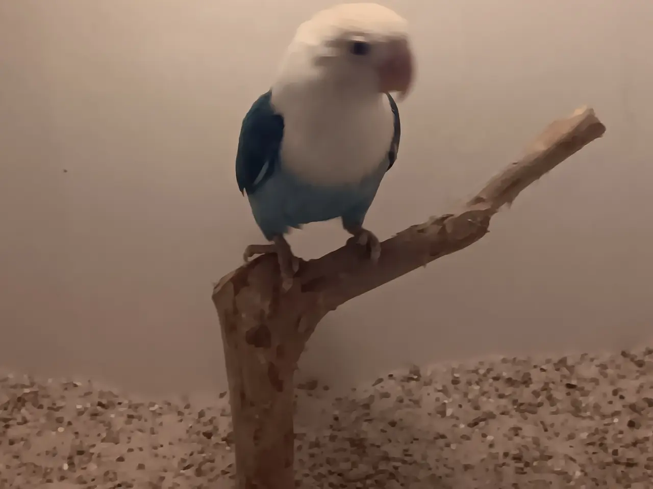 Billede 5 - Rødhovdet dværge papegøje I opaline blå. 
