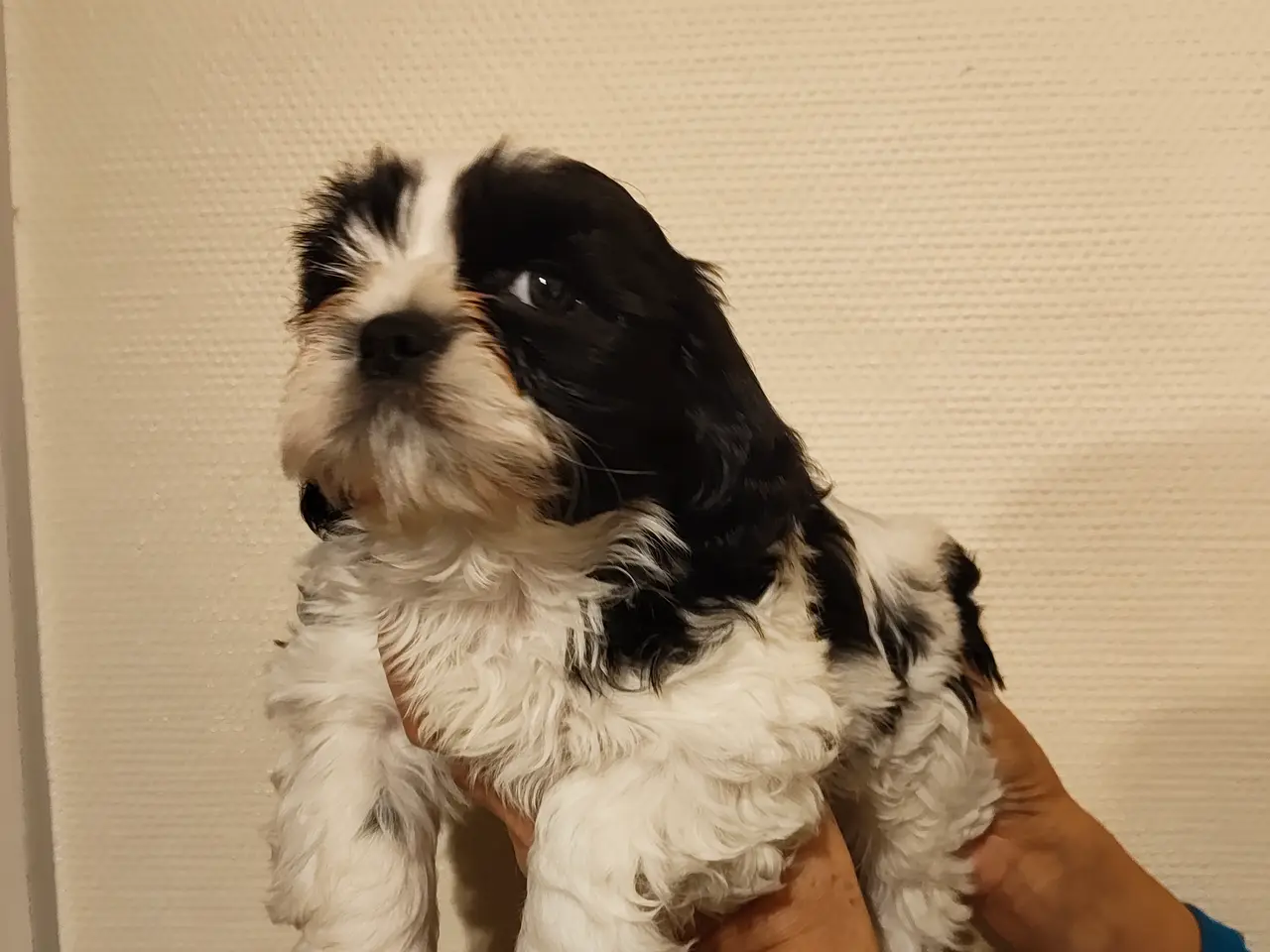 Billede 2 - Shih Tzu / blanding Malteser