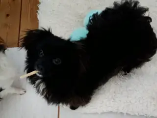 Skønneste og dejligst pomeranian-/pomeran-blanding