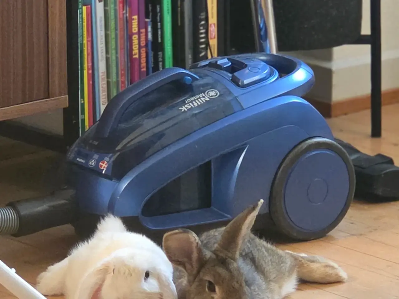 Billede 3 - Minilop Buster søger nyt hjem