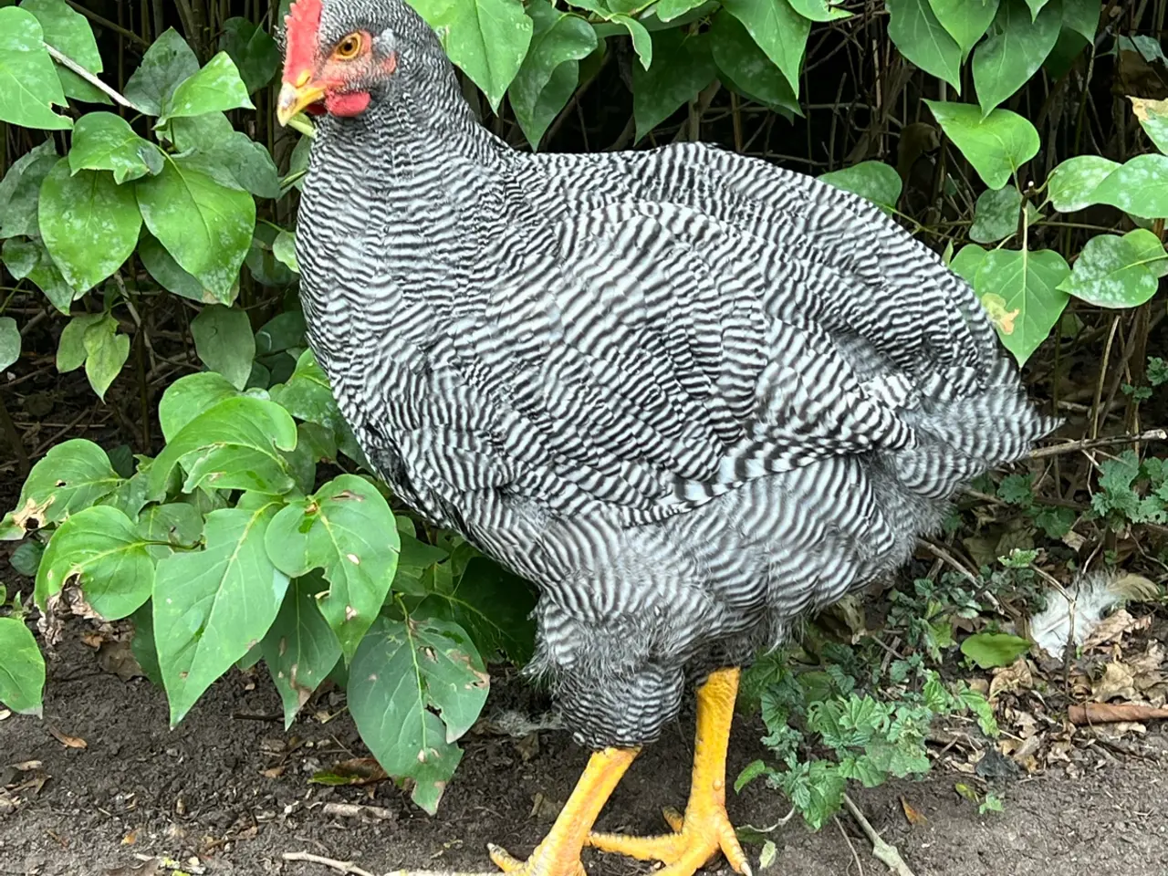 Billede 2 - Plymouth rock haner bortgives