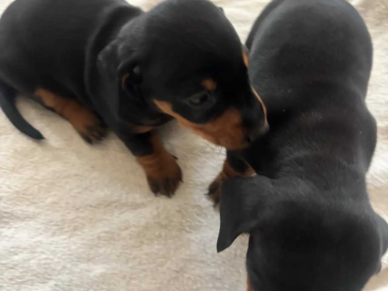 Billede 4 - Standard gravhunde sort glathåret