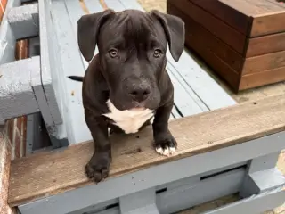 Pocket Bully hvalpe