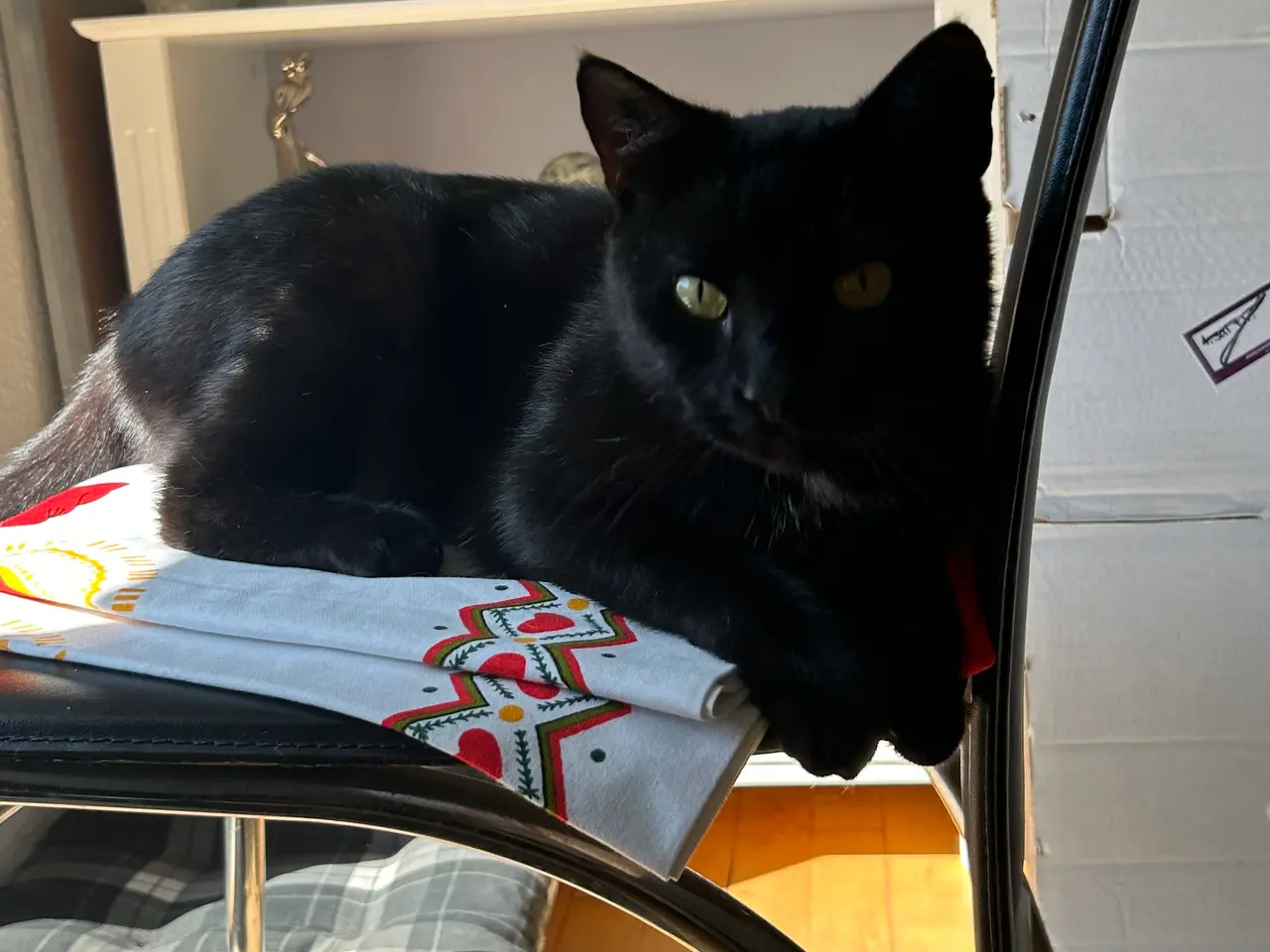 Billede 5 - Søde katte 