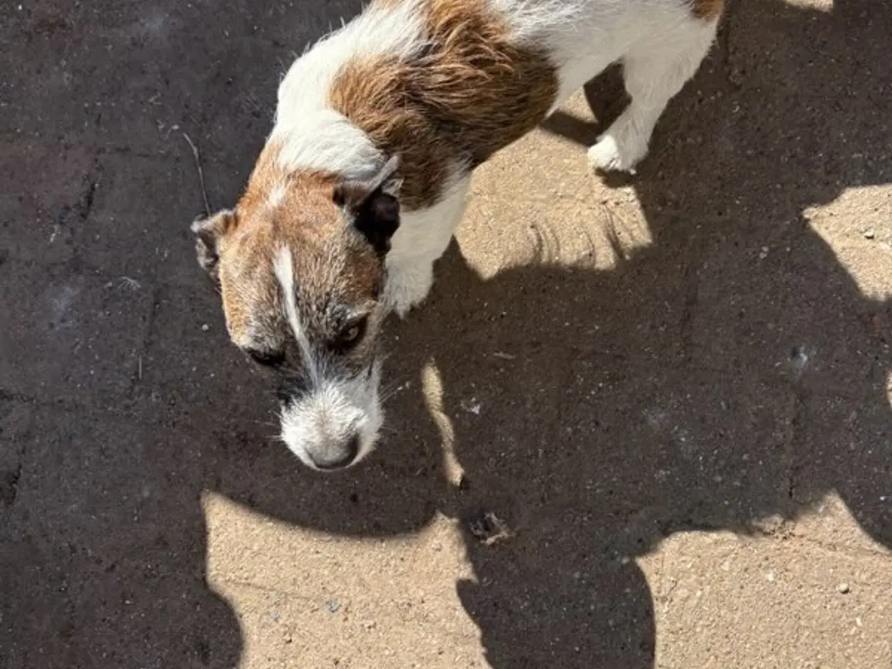 Billede 20 - Jack russel terriere