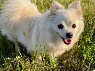 Smuk Pomchi pige