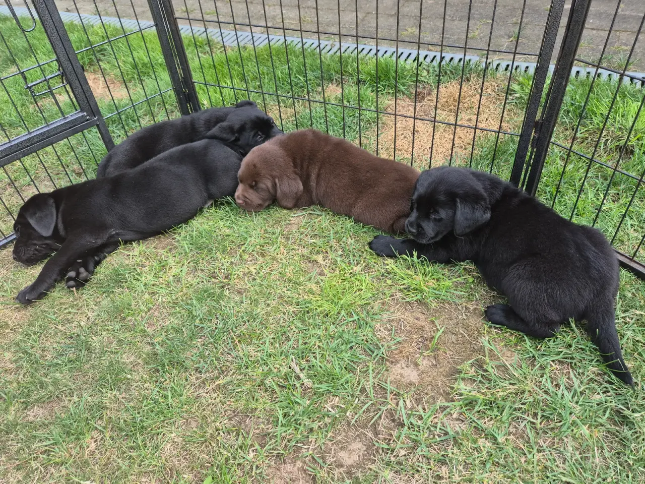 Billede 5 - Dejlige labrador hvalpe