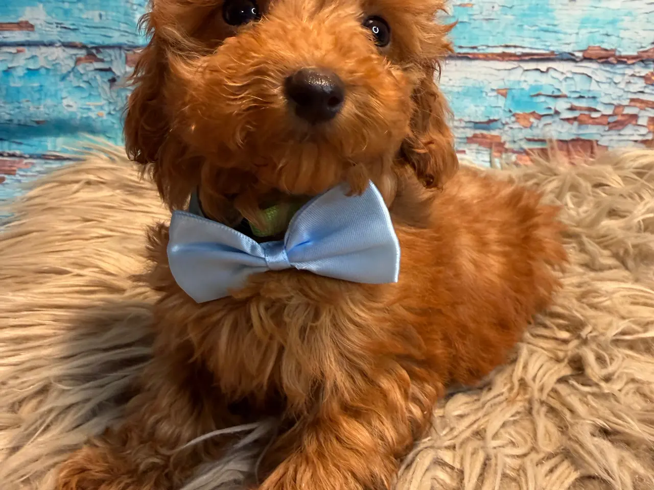 Billede 4 - 🐾✨ Skønne Mini Maltipoo hvalpe klar juli/August