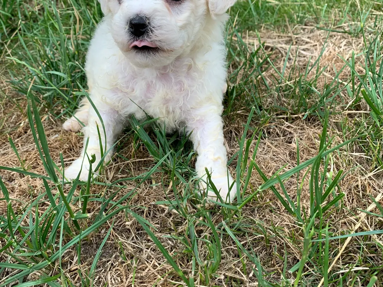 Billede 6 - Bichon Frise