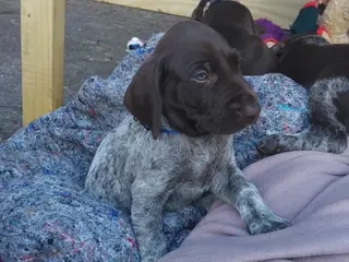 Korthåret hønsehund hvalpe