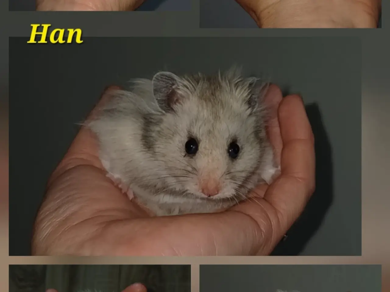 Billede 1 - Guldhamster unger