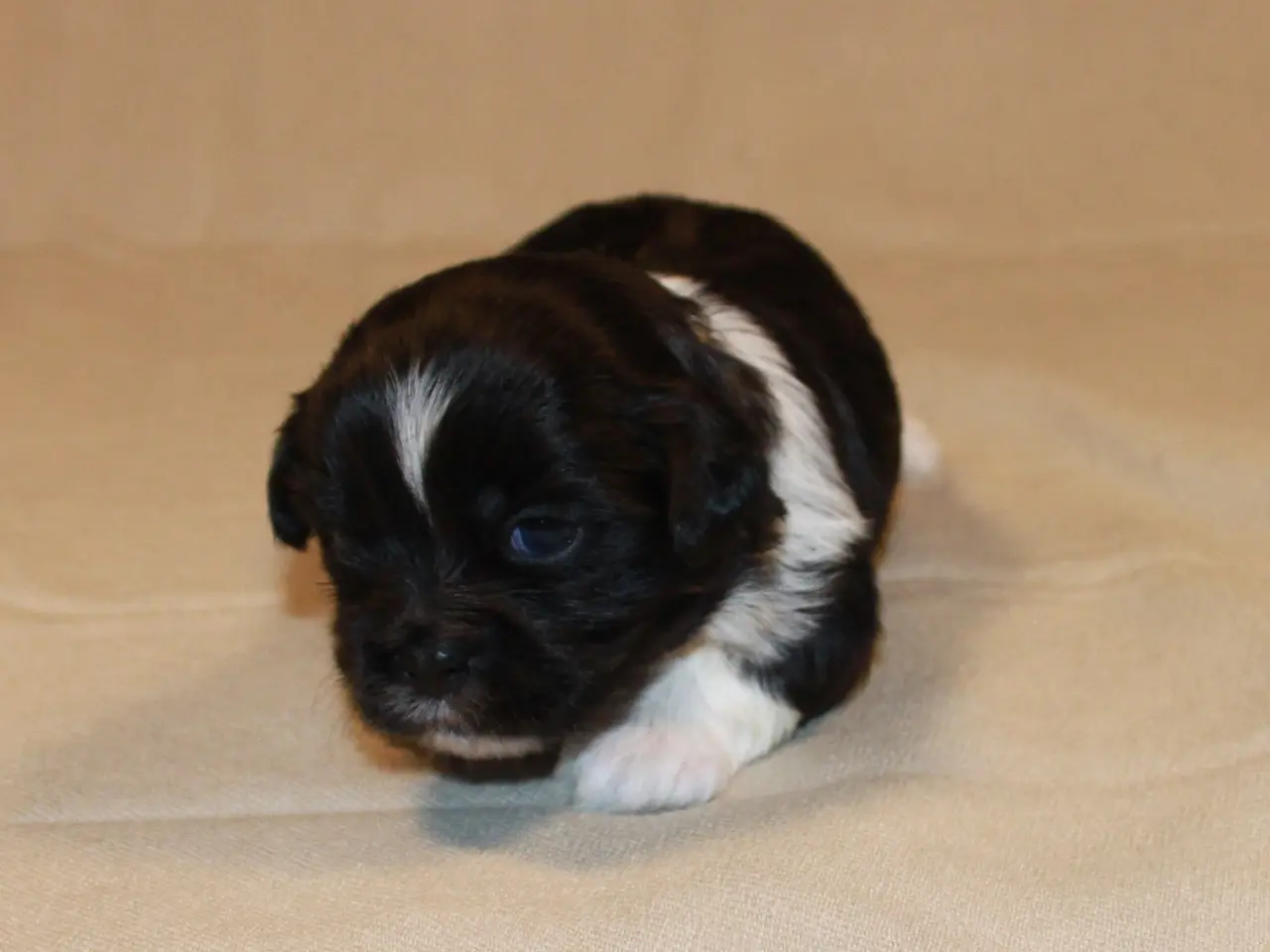 Billede 13 - Lhasa Apso hvalpe