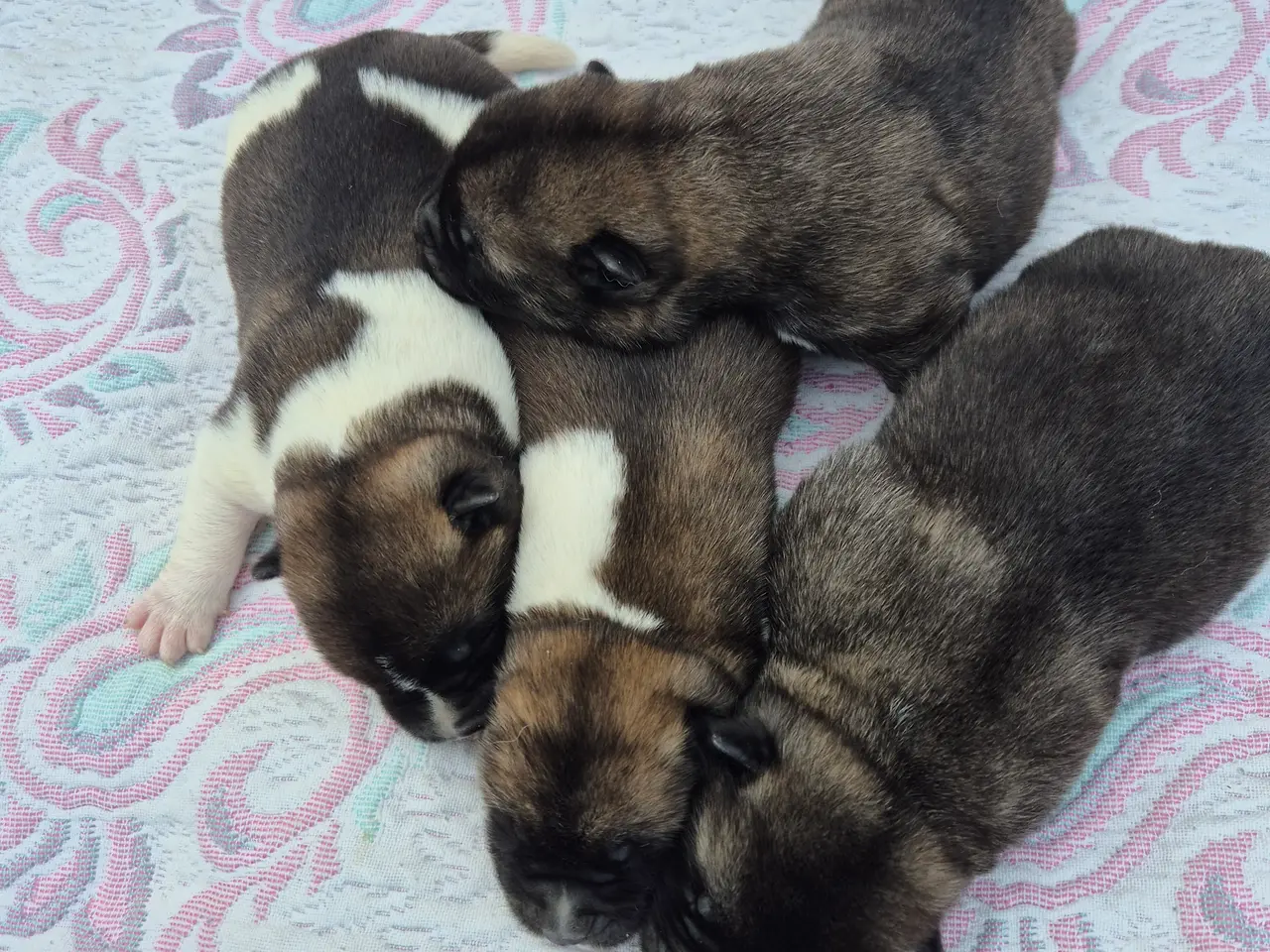 Billede 5 - Hundehvalpe American Akita 🩷💙💙💙