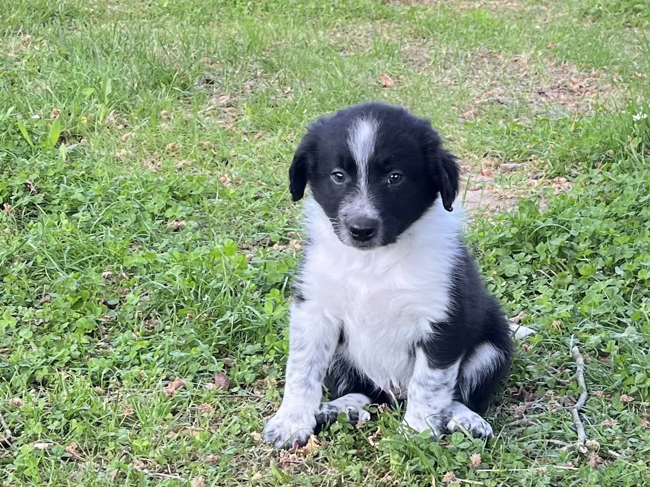 Billede 7 - Border Aussie hvalpe