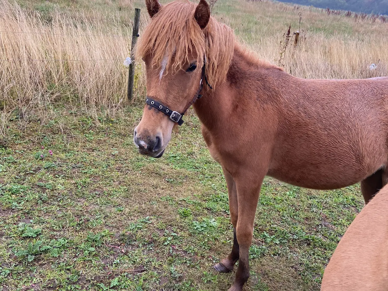Billede 2 - Max - Hingst