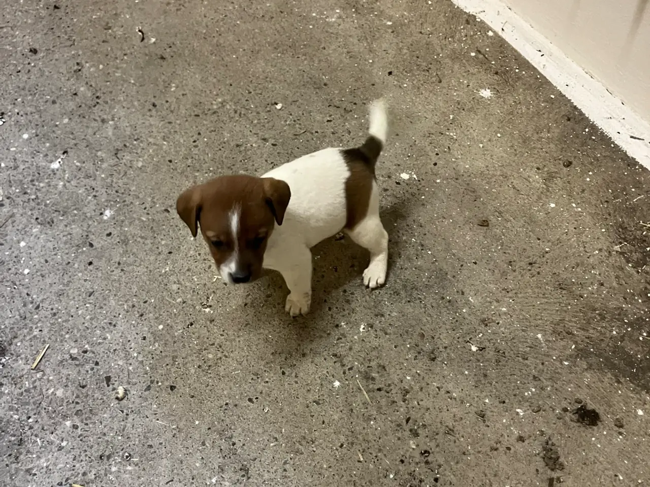 Billede 7 - Jack Russel hvalpe