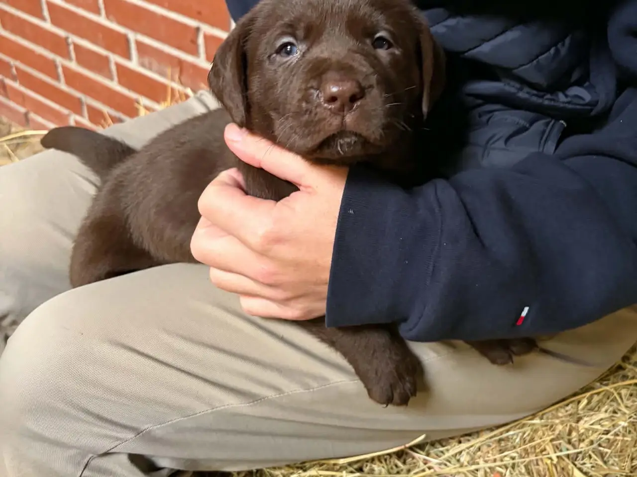 Billede 6 - ægte brune Labrador hvalpe sælges