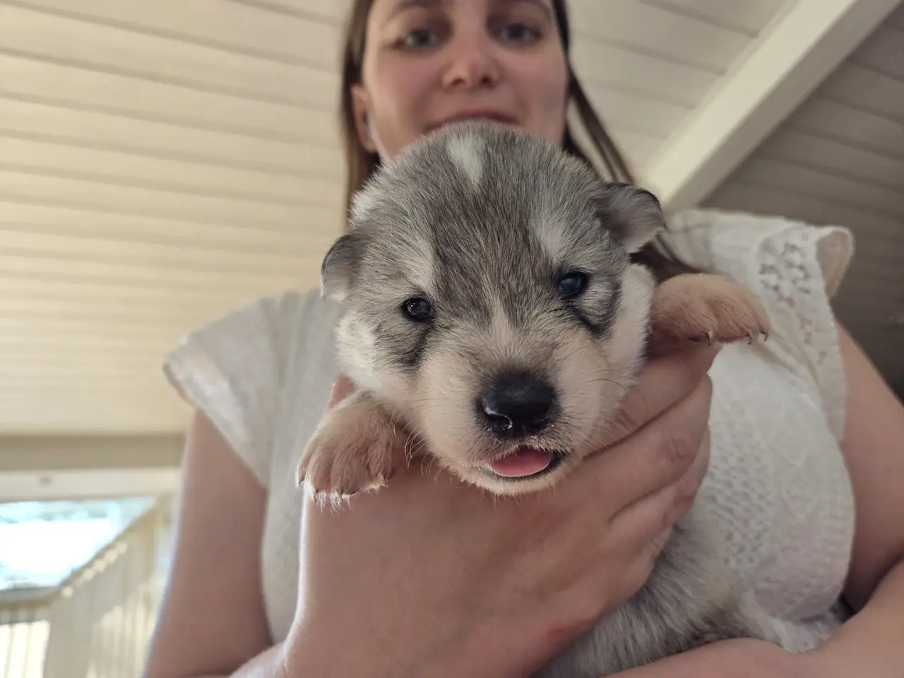 Billede 9 - Siberian husky og samojede hvalpe sælges