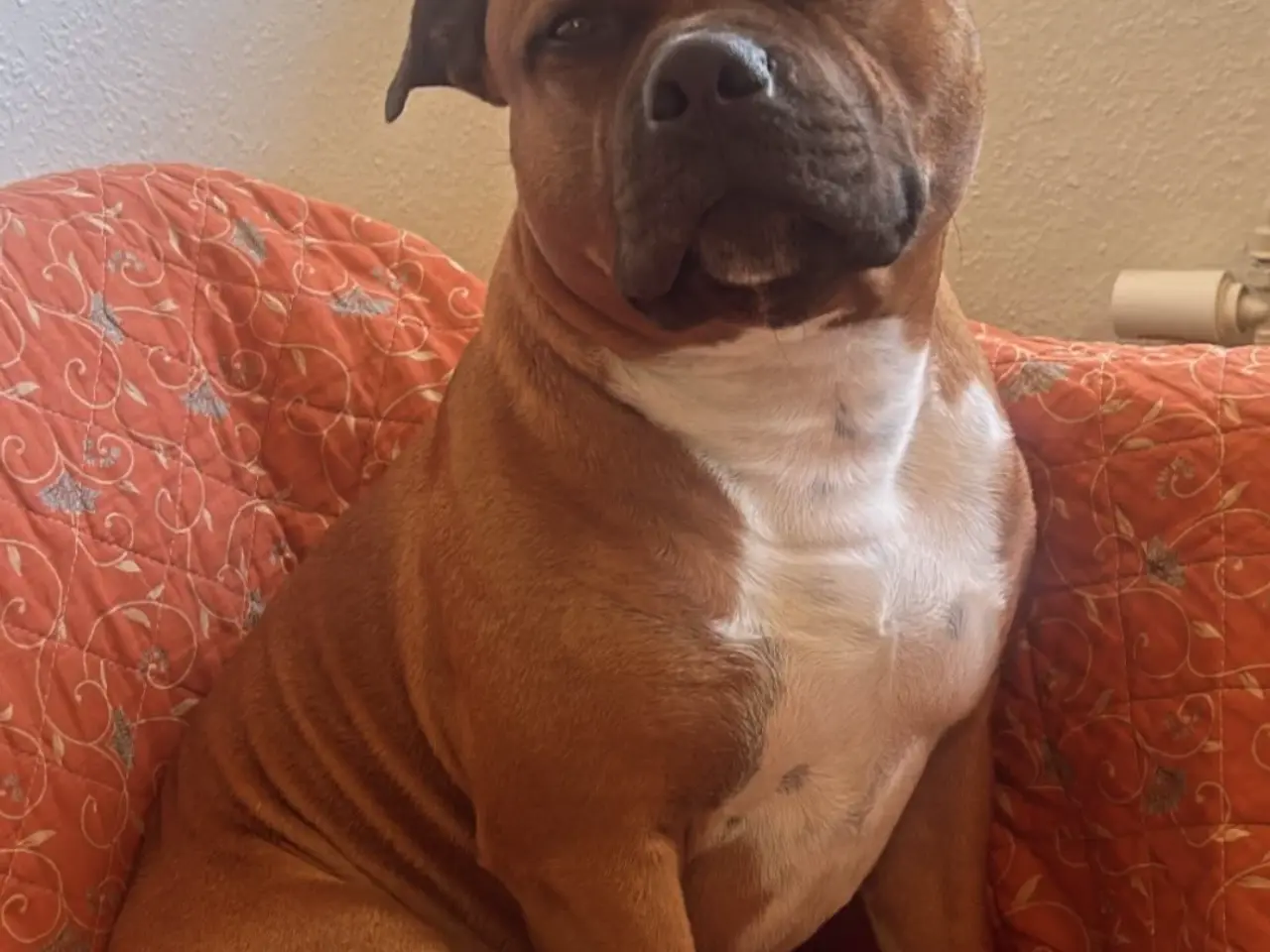 Billede 1 - Engelsk stafford Bull terrier