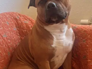 Engelsk stafford Bull terrier