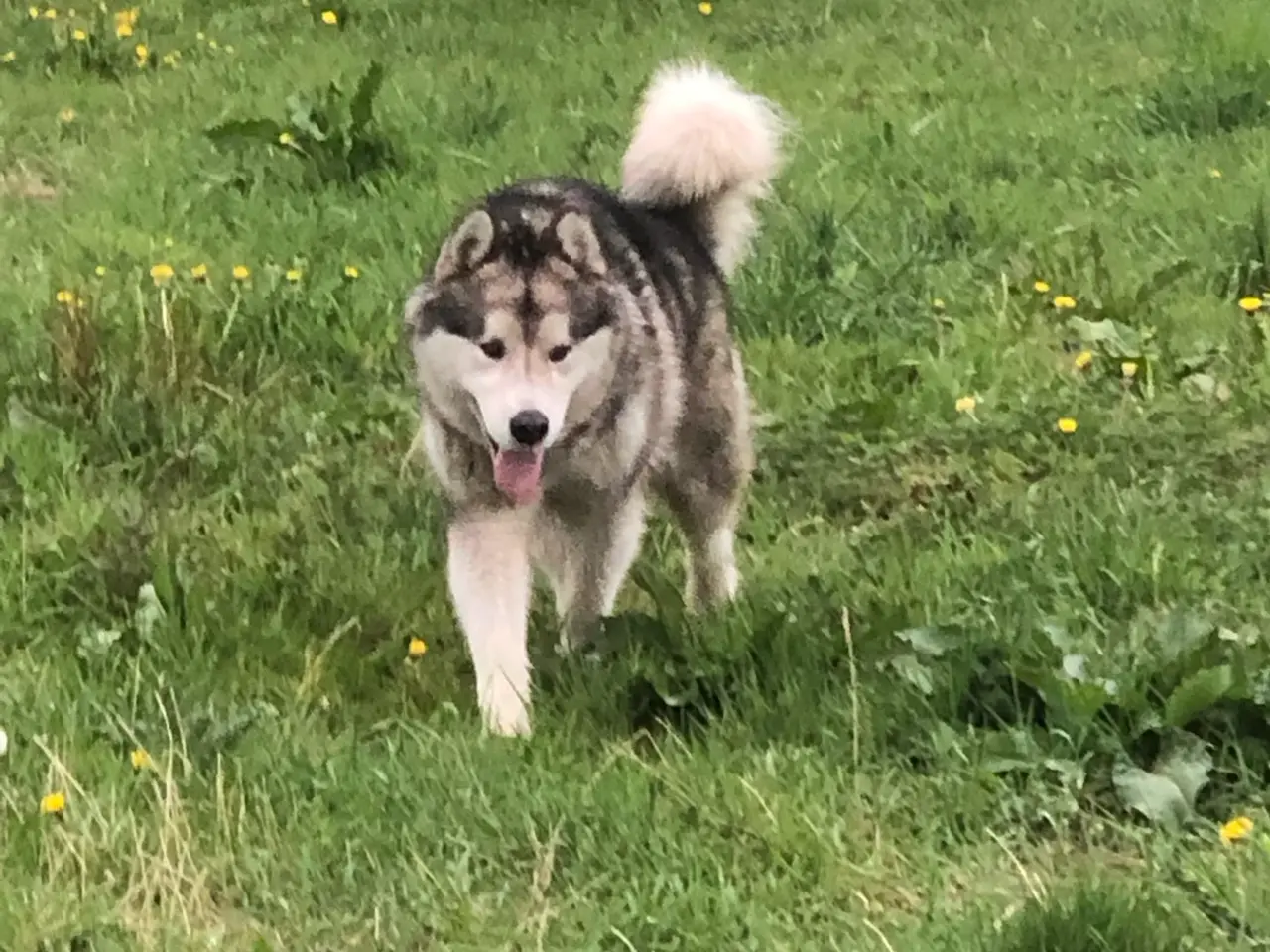 Billede 4 - Skønne berner sennen/Alaskan malamut hvalpe. 