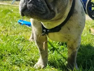 Fransk bulldog