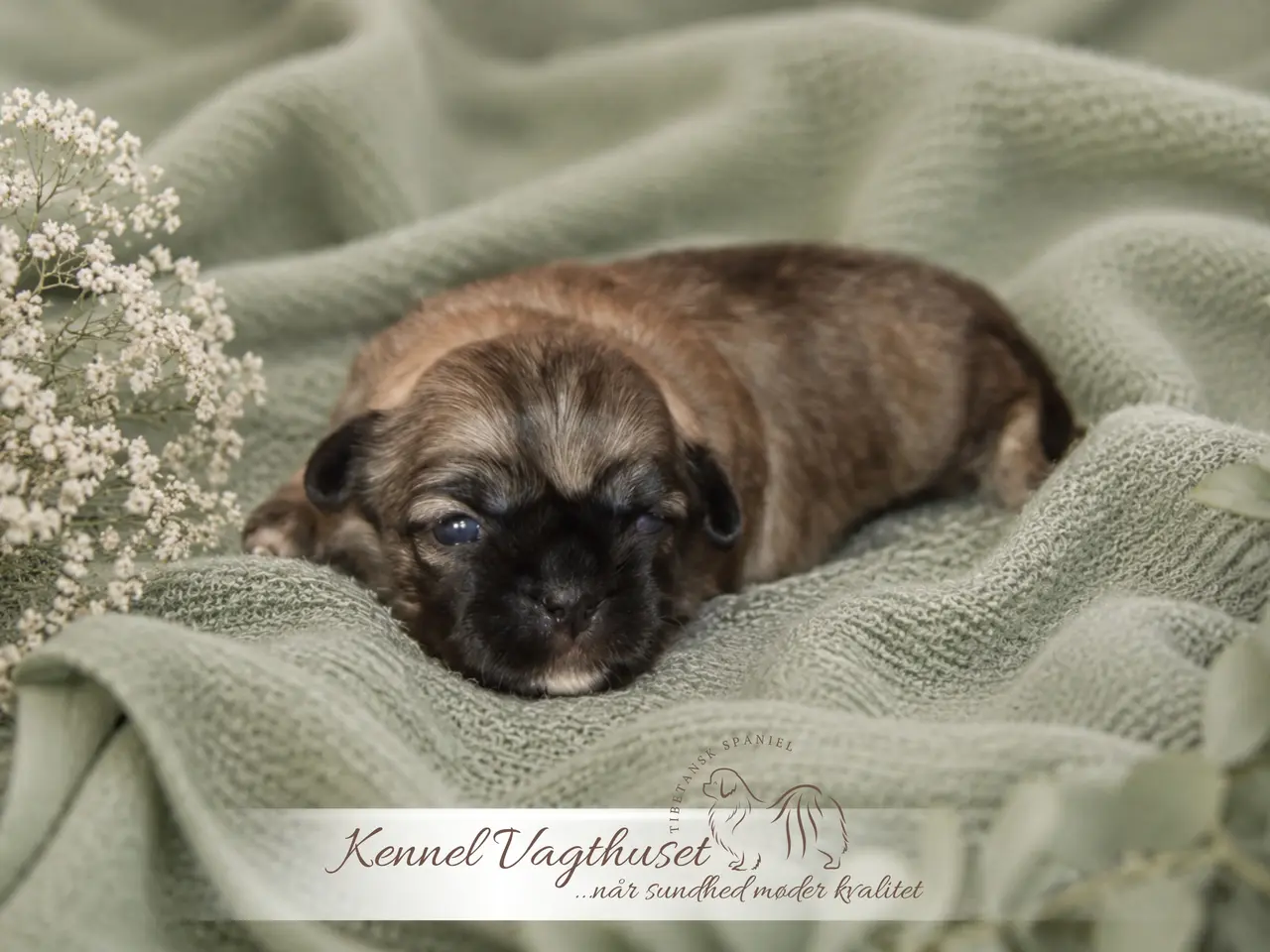 Billede 10 - Tibetansk Spaniel hvalpe