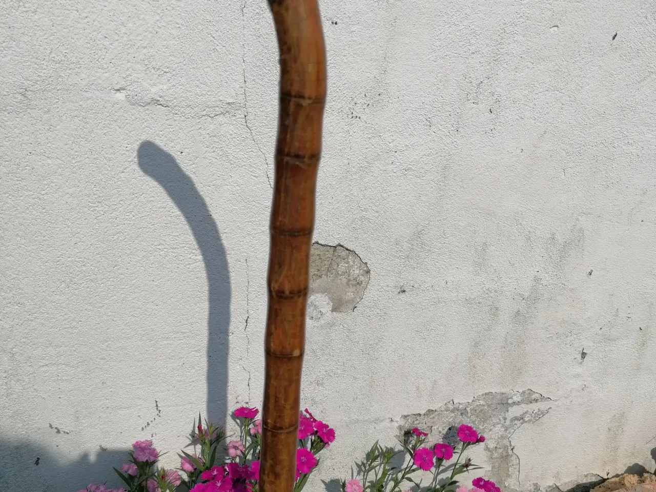 Billede 1 - Bedstefar-stok - 93 cm