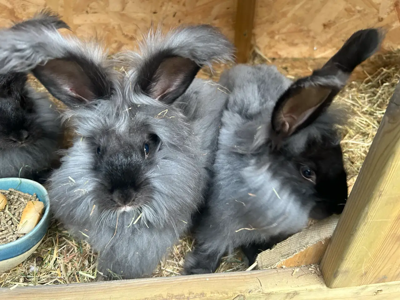 Billede 3 - Angora kaniner