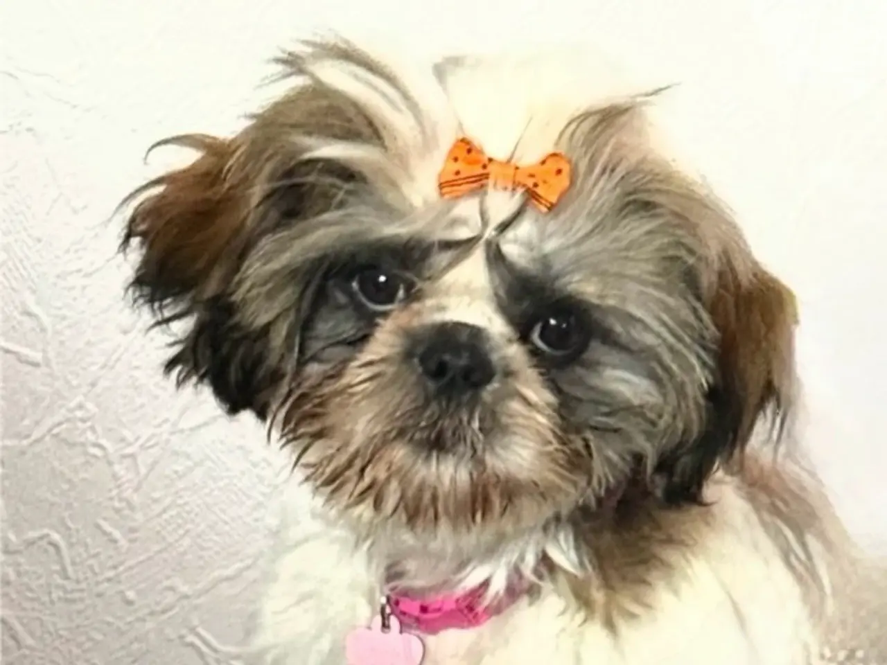 Billede 2 - Shih Tzu pige