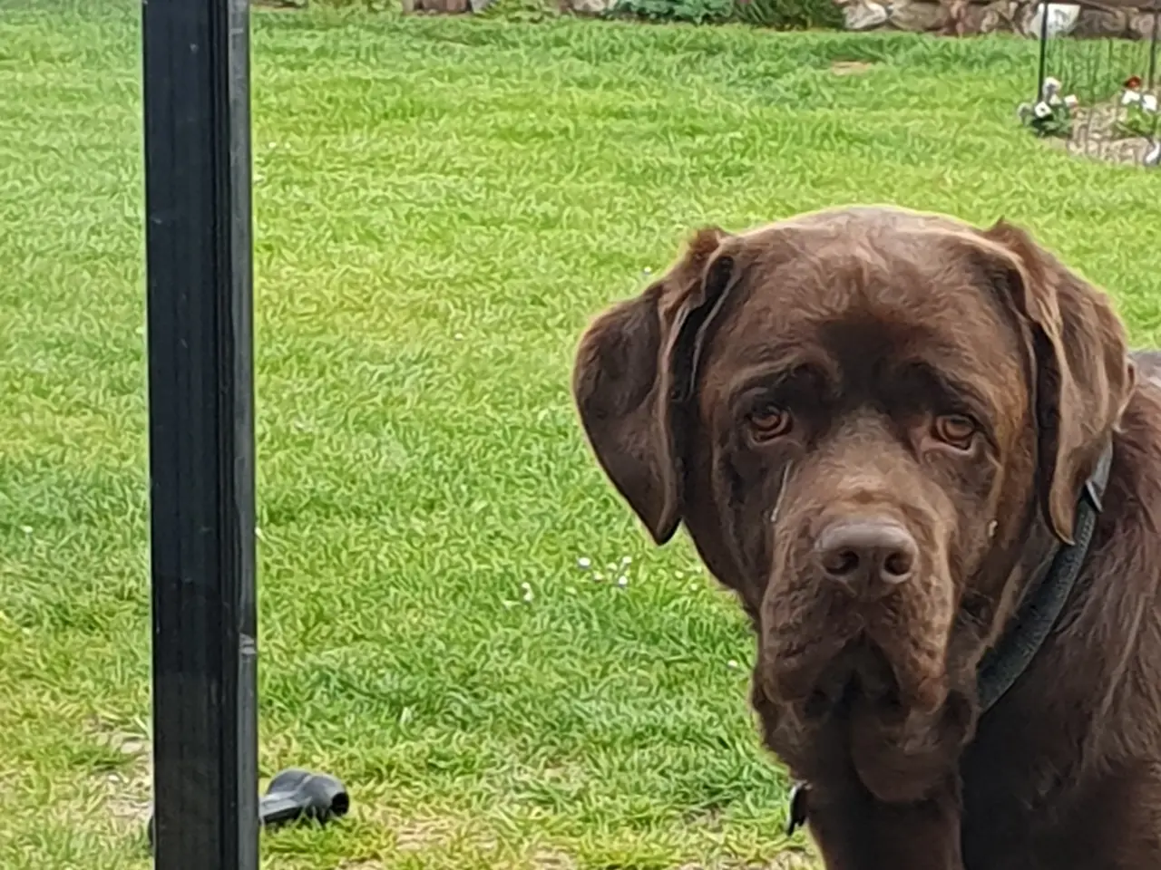 Billede 1 - Brun labrador Teddy