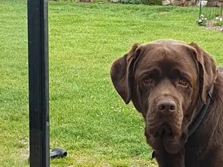 Brun labrador Teddy