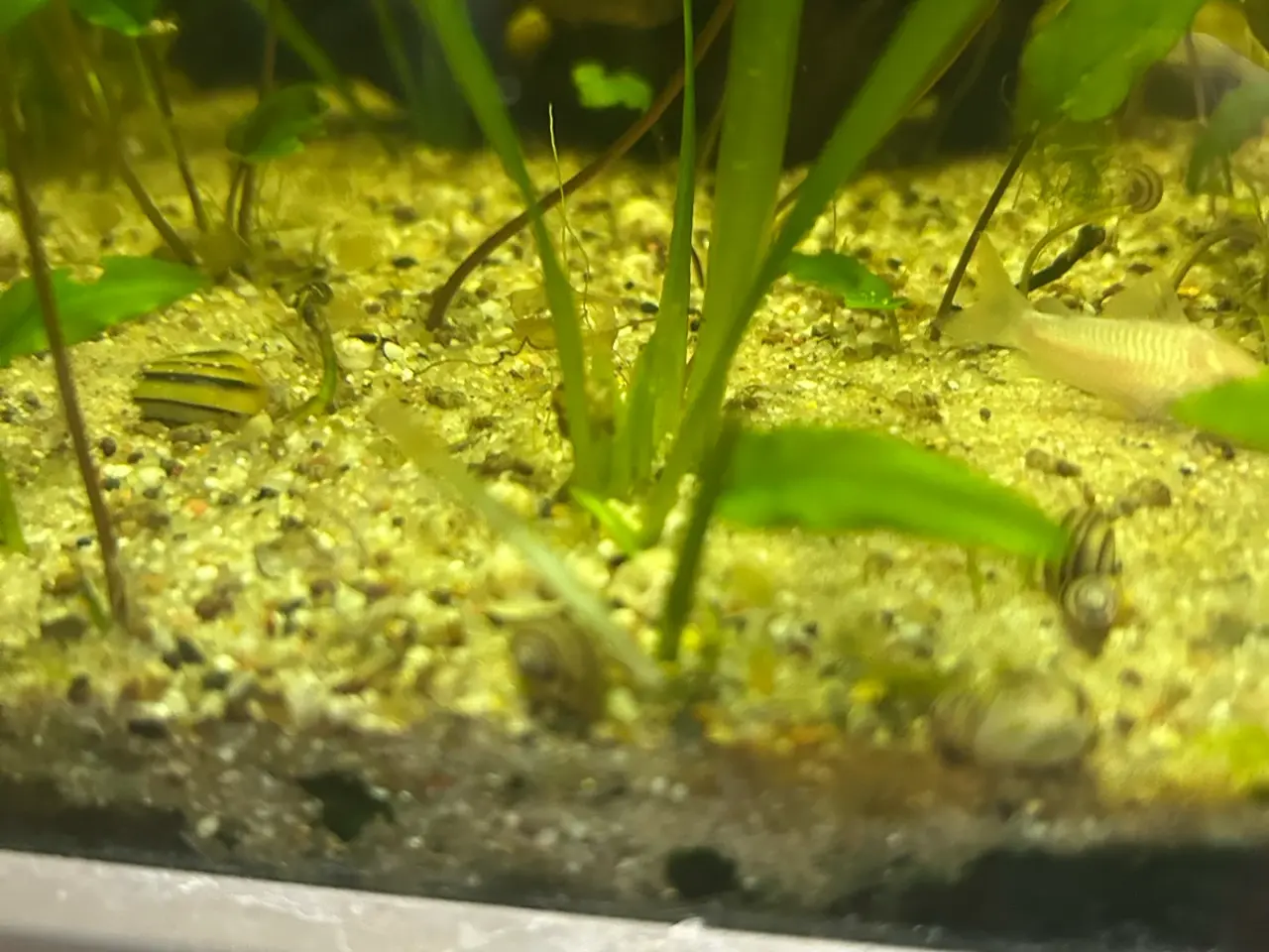 Billede 2 - 🐌 Spixi snegle sælges – Voksne & unger | Viby j