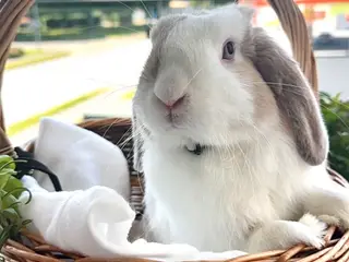 Sød kanin mini-lop/hermelin inkl. kaninbur sælges