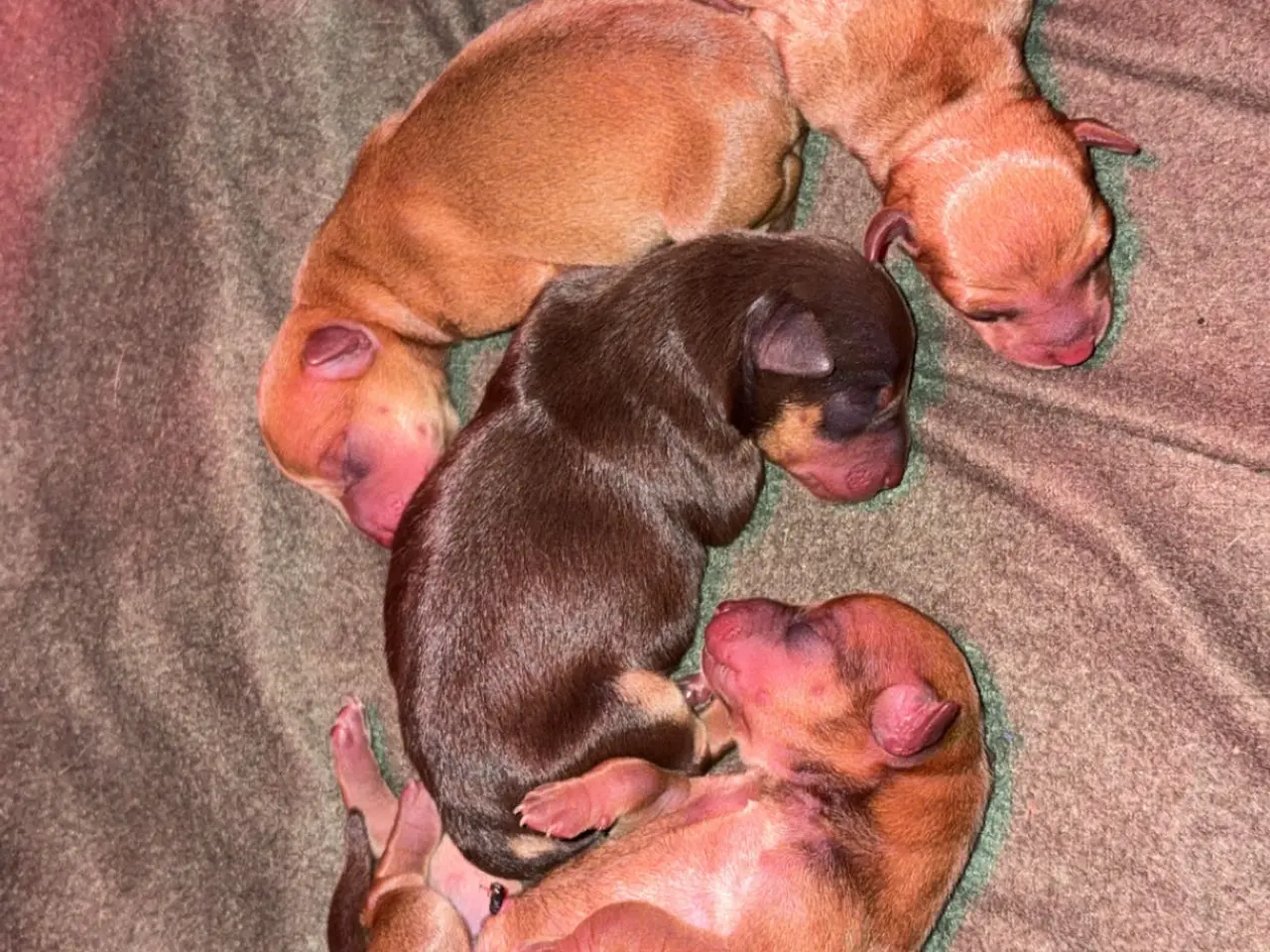 Billede 1 - Dværg Pinscher / Prazsky Krysarik
