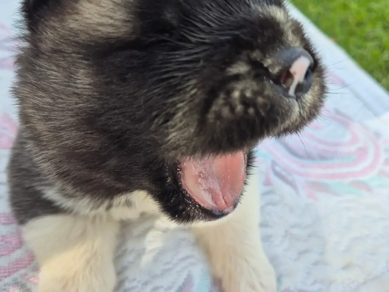 Billede 5 - American Akita hundehvalpe 🩷💙💙💙