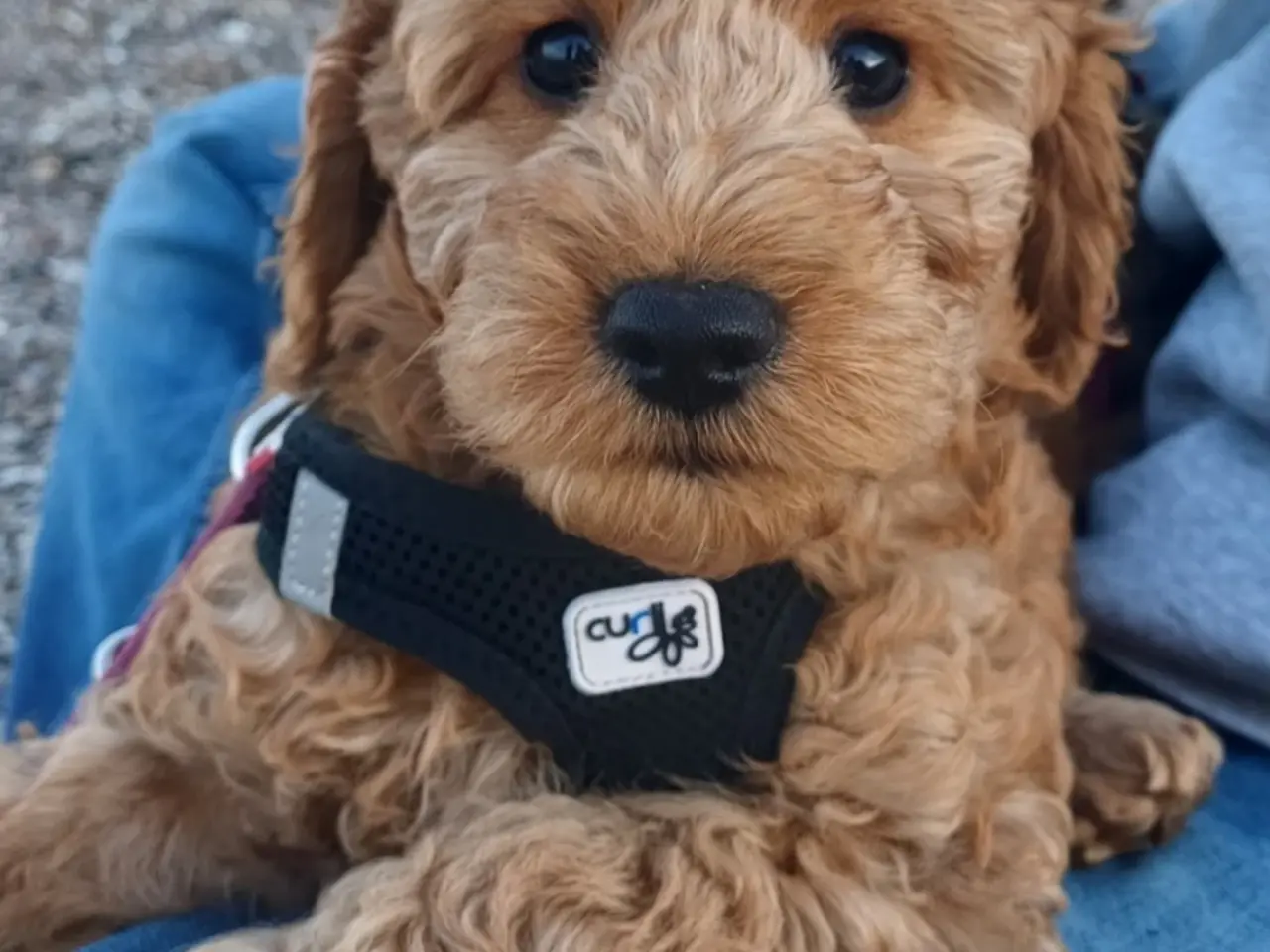 Billede 17 - Cockapoo hvalpe