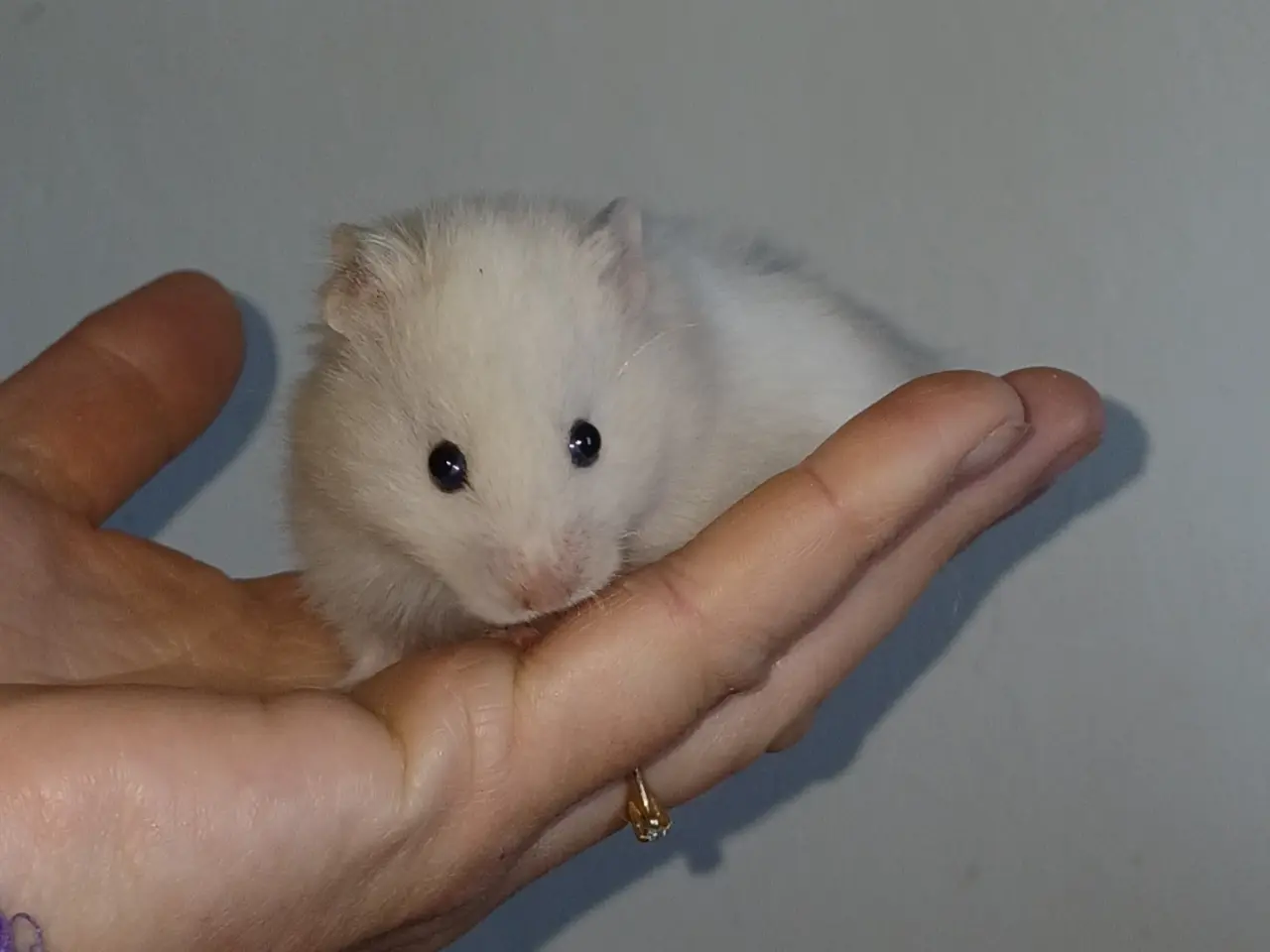 Billede 6 - Guldhamster unger (korthårede)